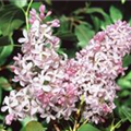 Syringa hyacinthiflora 'California Rose'