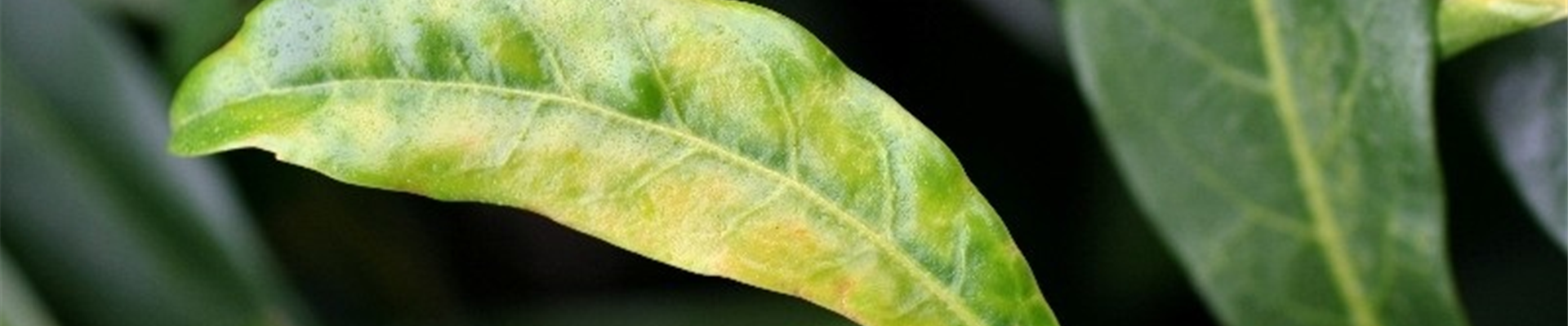 Echter Mehltau an Kirschlorber