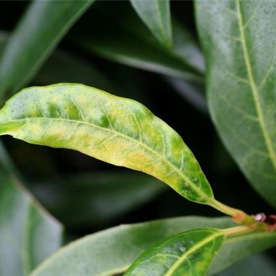 Echter Mehltau an Lorbeerkirschen
