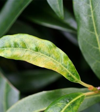 Echter Mehltau an Lorbeerkirschen