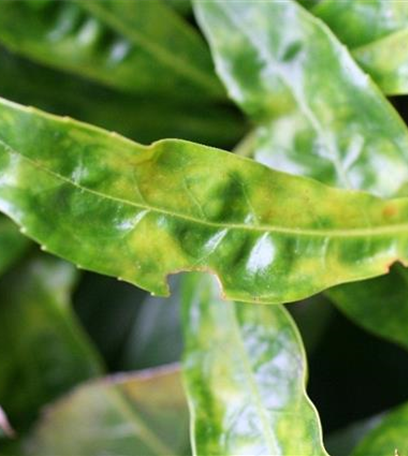 Echter Mehltau an Lorbeerkirschen