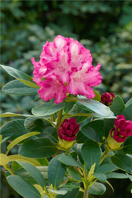 Rhododendron-yakushimanum-Blurettia-1200x630-proportionalbiggest.webp