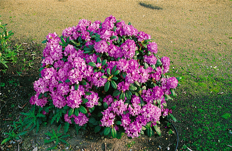genbank rhododendron Frank Galsworthy