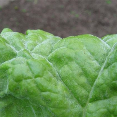 Echter Mehltau an Mangold