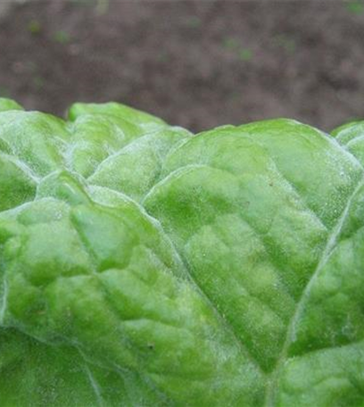 Echter Mehltau an Mangold