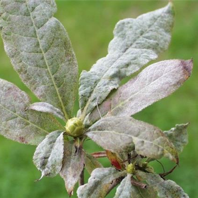 Echter Mehltau an Rhododendron