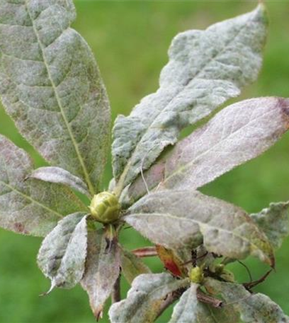 Echter Mehltau an Rhododendron