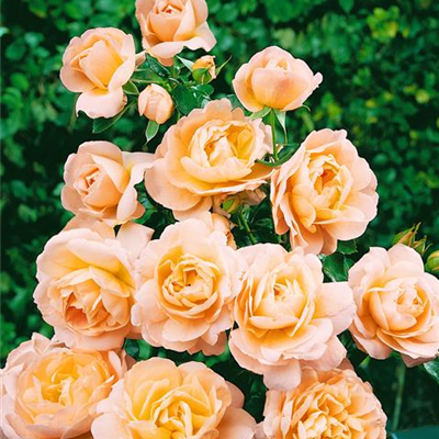 Beetrose 'Crystal Palace'®