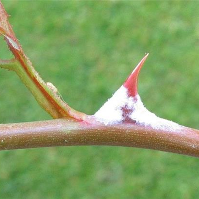 Echter Mehltau an Rosen