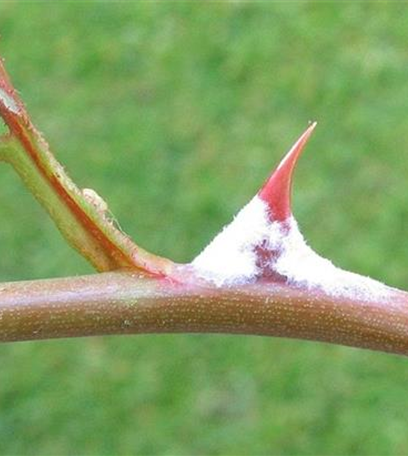 Echter Mehltau an Rosen