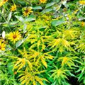 Solidago 'Strahlenkrone'