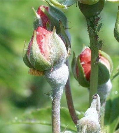 Echter Mehltau an Rosen