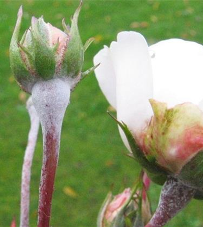 Echter Mehltau an Rosen