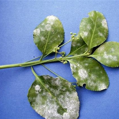 Echter Mehltau an Spindelsträuchern