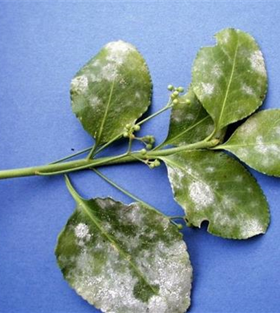 Echter Mehltau an Spindelsträuchern