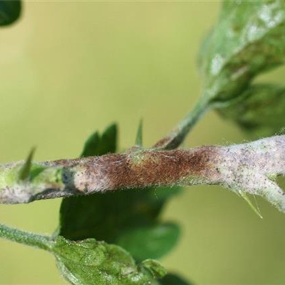 Echter Mehltau an Stachelbeeren