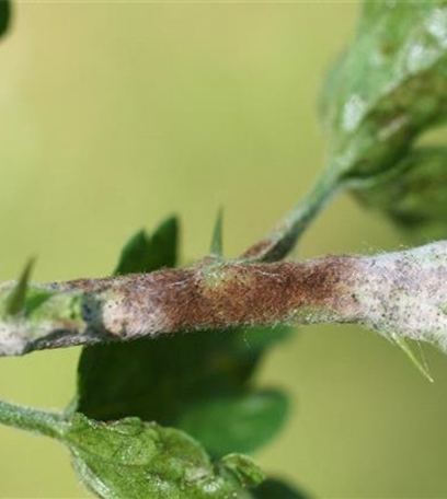 Echter Mehltau an Stachelbeeren