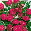 Rosa 'Super Excelsa'®
