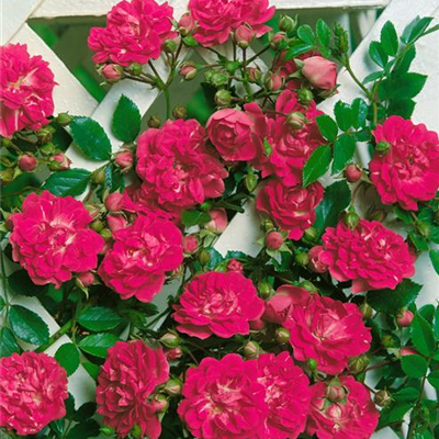 Kletterrose 'Super Excelsa'®