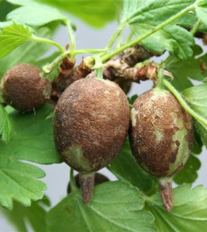 Echter Mehltau an Stachelbeeren