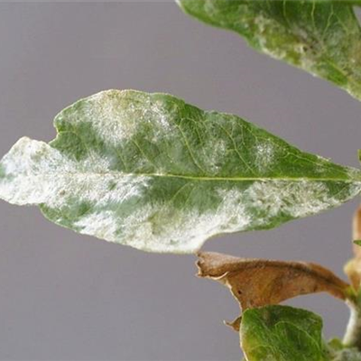 Echter Mehltau an Stauden