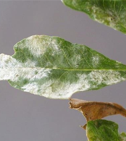 Echter Mehltau an Stauden