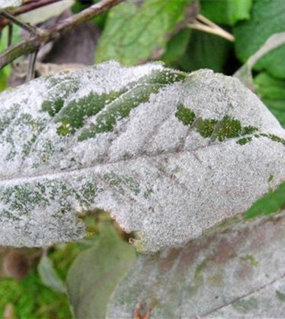 Echter Mehltau an Stauden