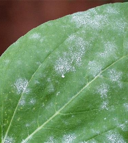 Echter Mehltau an Stauden