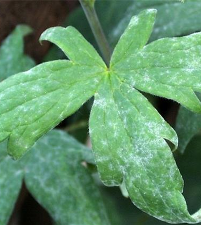 Echter Mehltau an Stauden