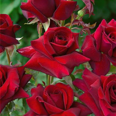 Edelrose 'Duftzauber 84'®