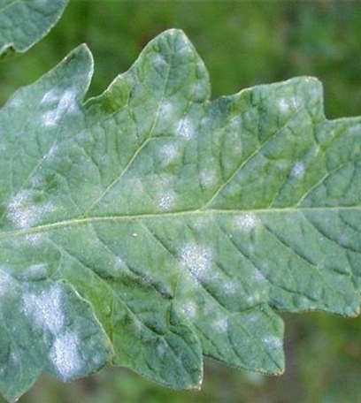 Echter Mehltau an Tomaten