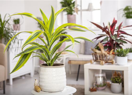 Die Pflege von Zimmerpflanzen Die Pflege von Zimmerpflanzen