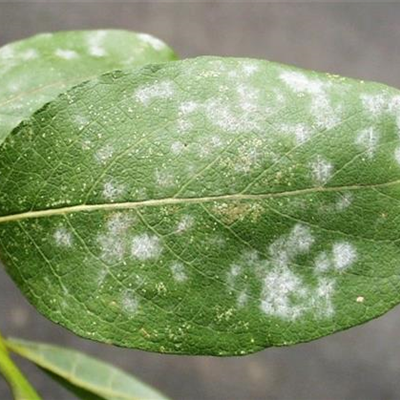 Echter Mehltau an Weiden