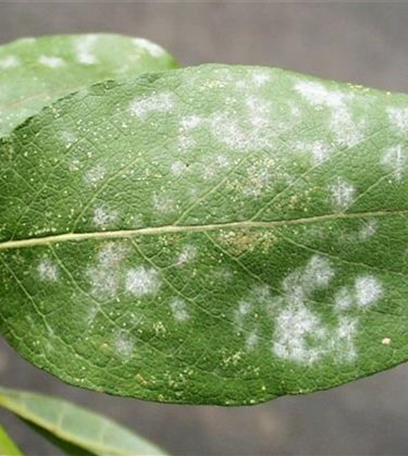 Echter Mehltau an Weiden