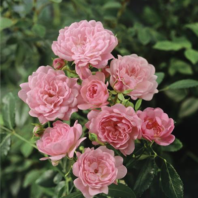 Bodendeckerrose 'The Fairy' Bodendeckerrose 'The Fairy'