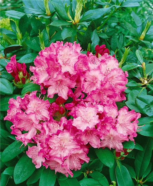 RHODODENDRON-YAKUSHIMANUM-TATJANA-1200x630-proportionalbiggest.webp