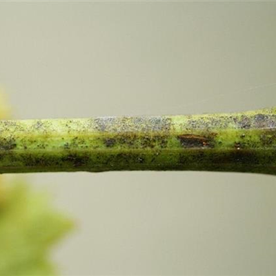 Echter Mehltau an Wein