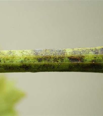 Echter Mehltau an Wein