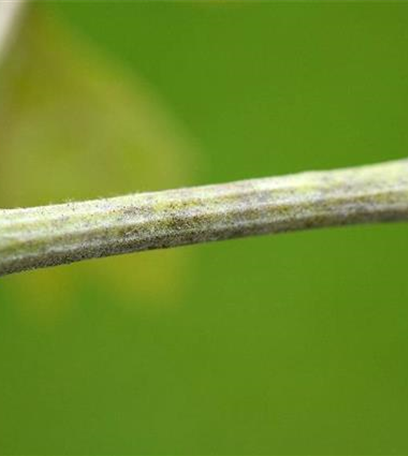 Echter Mehltau an Wein