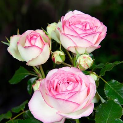 Strauchrose 'Eden Rose 85'® Strauchrose 'Eden Rose 85'®