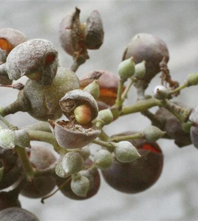 Echter Mehltau an Wein