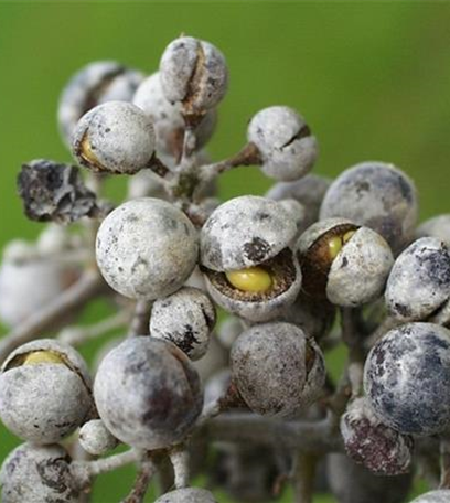 Echter Mehltau an Wein