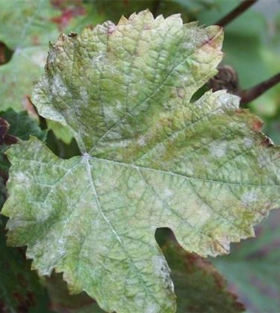 Echter Mehltau an Wein