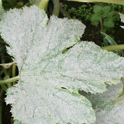 Echter Mehltau an Zucchini