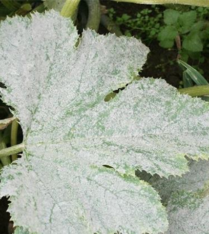 Echter Mehltau an Zucchini