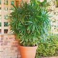 Rhapis excelsa