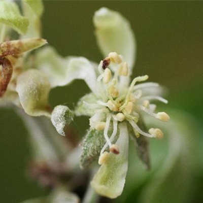 Echter Mehltau an Äpfeln
