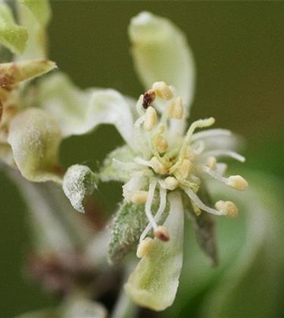 Echter Mehltau an Äpfeln