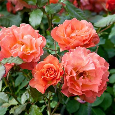 Strauchrose 'Westerland'® Strauchrose 'Westerland'®
