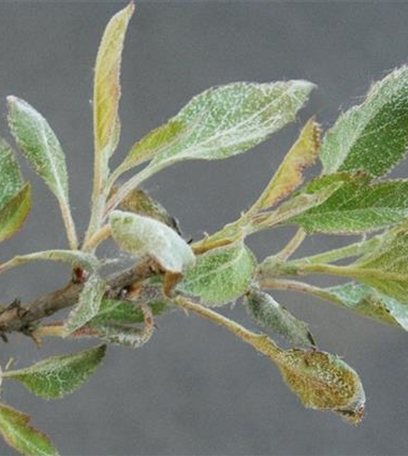 Echter Mehltau an Äpfeln